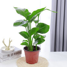 家庭盆栽大植物