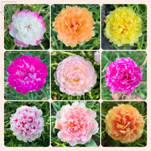 牡丹花品种新款 牡丹花品种21年新款 京东