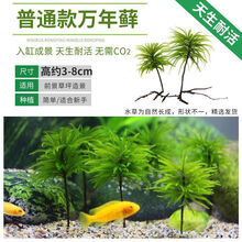 生态缸水草品牌及商品 京东