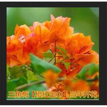 盆栽植物苗新款 盆栽植物苗21年新款 京东