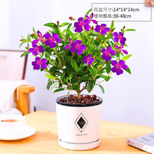 紫牡丹价格报价行情 京东