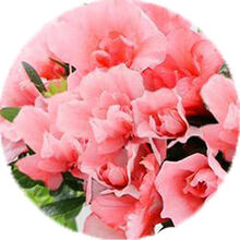 盆栽植物苗新款 盆栽植物苗21年新款 京东