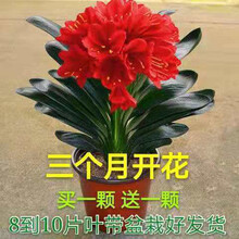 植物幼苗价格报价行情 京东