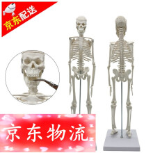 人体骨架模型45cm价格报价行情- 京东