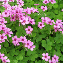 花卉三叶草怎么样 京东