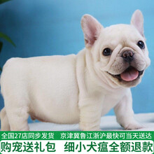 法斗幼犬价格报价行情 京东