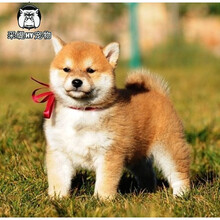 短毛狗价格报价行情 京东