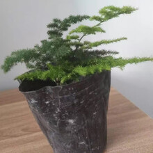 植物幼苗价格报价行情 京东