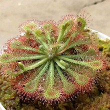 食人花新款 食人花21年新款 京东