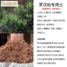 盆栽植物松土新款 盆栽植物松土21年新款 京东