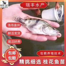 桂花鱼价格报价行情 京东