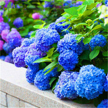 盆栽绣球花品牌及商品 京东