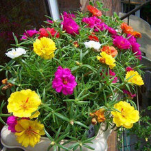 太阳花盆栽价格报价行情 京东