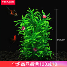 水草剑兰价格报价行情 京东