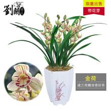兰花草品牌及商品 京东
