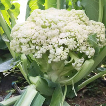 白菜花价格报价行情 京东 白菜花价格报价行情 京东