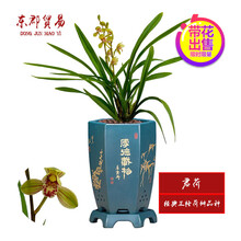 室内植物种苗价格报价行情 京东