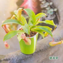 巨型盆栽植物新款 巨型盆栽植物21年新款 京东