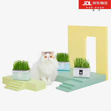 猫草种子价格报价行情 京东