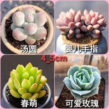 多肉植物婴儿指价格报价行情 京东 多肉植物婴儿指价格报价行情 京东