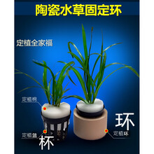 金鱼水草泥水族水草新款 金鱼水草泥水族水草21年新款 京东