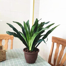 金边万年青中华万年青结婚订婚新房乔迁建房用品 旱三奇冬不凋四季