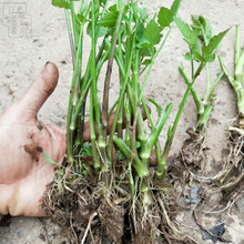 水培芹菜价格报价行情 京东