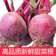 有机甜菜根价位新款 有机甜菜根价位21年新款 京东
