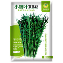 crispifolia Seeds 雪里蕻/雪里红种子500粒 1 bag of 500 Oriental Brassica juncea var crispifolia Seeds 雪里蕻/雪里红种子500粒 1 bag of 500 Oriental Brassica juncea var