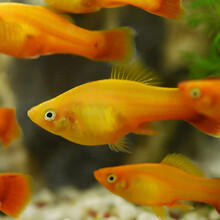 鱼多趣 金牡丹鱼观赏鱼活体 小型热带鱼胎生鱼玛丽宠物鱼 10条 送2条