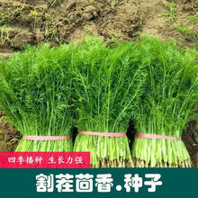 茴香菜种子新款 茴香菜种子21年新款 京东