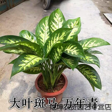 盆栽植物万年青新款 盆栽植物万年青21年新款 京东