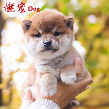 纯种柴犬新款 纯种柴犬21年新款 京东 纯种柴犬新款 纯种柴犬21年新款 京东