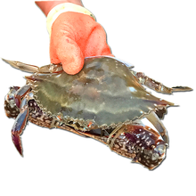 鲜活花蟹价格报价行情 京东