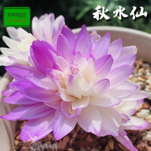 水仙种类新款 水仙种类21年新款 京东 水仙种类新款 水仙种类21年新款 京东