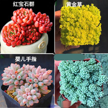 多肉植物宝草价格报价行情 京东