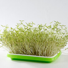 绿豆芽苗价格报价行情 京东