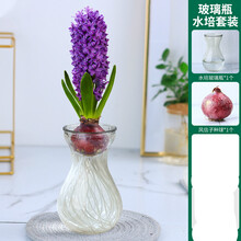 水仙紫色价格报价行情 京东