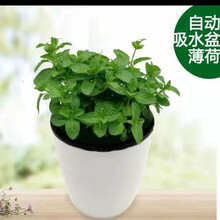 植物幼苗价格报价行情 京东
