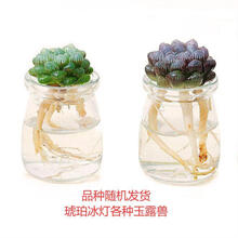 多肉玻璃套餐价格报价行情 京东