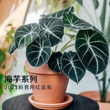 黑叶芋品牌及商品 京东