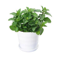 植物幼苗价格报价行情 京东