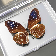 昆虫标本盒新款 昆虫标本盒21年新款 京东