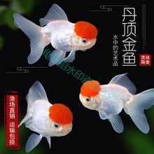 丹頂金魚新款 丹頂金魚21年新款 京东