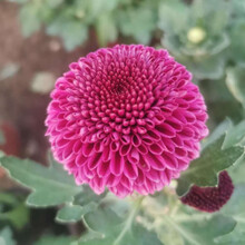 盆栽植物苗新款 盆栽植物苗21年新款 京东