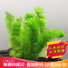 水族套餐图片 京东