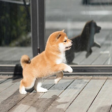 纯种柴犬价格报价行情 京东