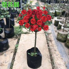 红玫瑰树品牌及商品 京东