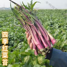 白菜苔种子新款 白菜苔种子21年新款 京东