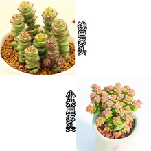 肉植组合新款 肉植组合21年新款 京东